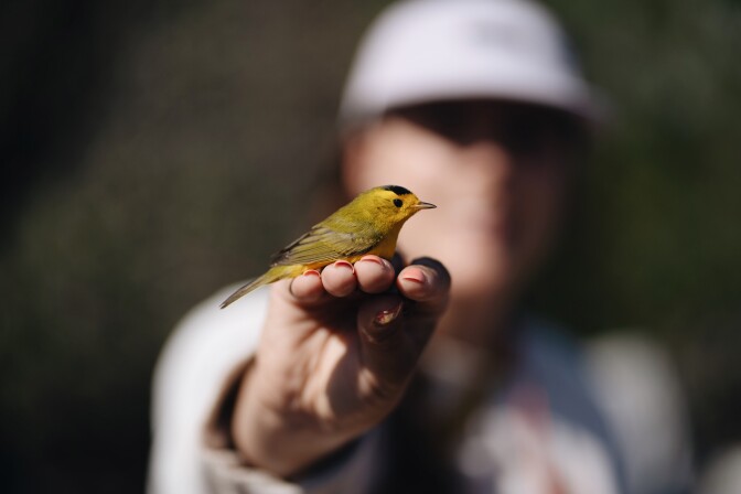 Lauren Hill, a graduate student at Cal State LA, holds a bird at the bird banding site at Bear Divide in the San Gabriel Mountains.