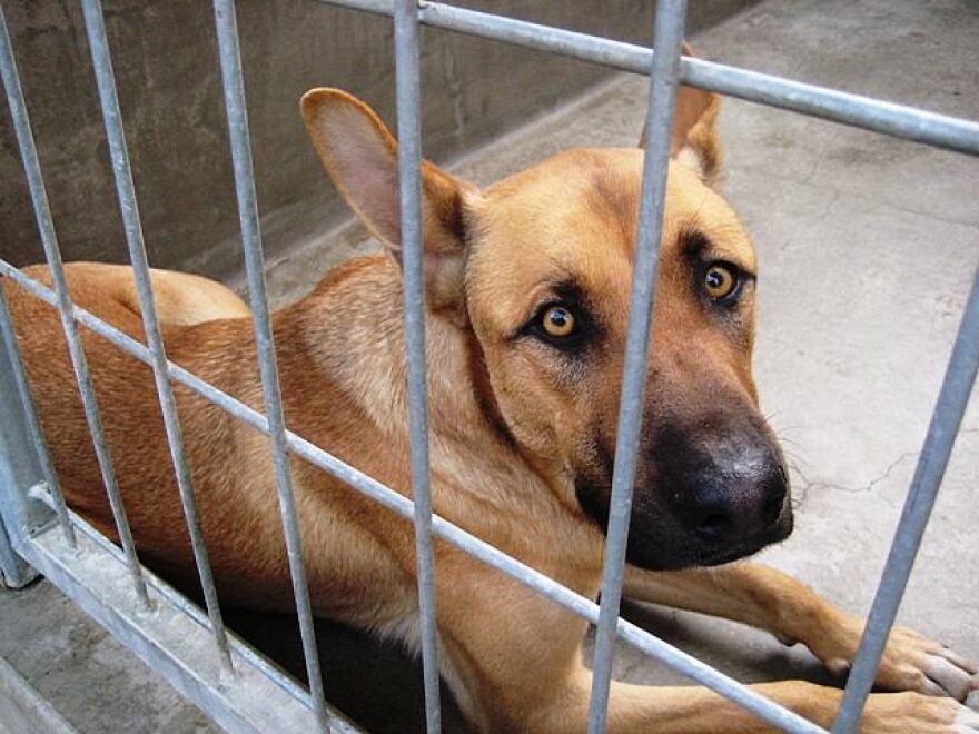 shelter-dog-audit.jpg