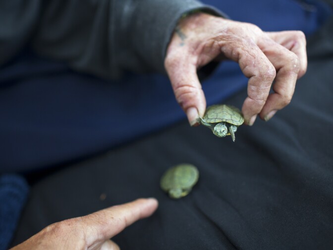 Peggie Sue holds her pet turtles, Bonnie and Clyde, inside the tent that her and her boyfriend of 20 years, Ronald Armijo, live in. The tent was given to the couple by their neighbors after their encampment was taken down during a major clean-up by LA sanitation officials in February.