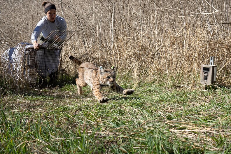 A bobcat known as B-370 bolts out of a cage held opened by a woman wearing gray sweats, with a headband and hair in a bun.