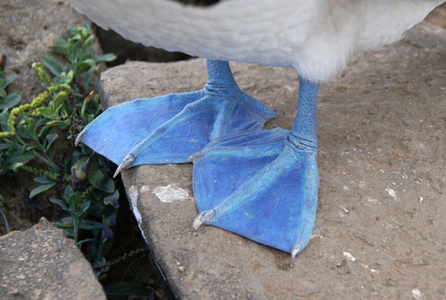 The bright blue feet of the adult Blue-footed Booby.