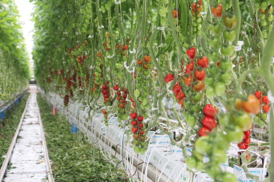 Inside one of Mastronardi Produce Sunset Grown's greenhouses, tomato vines hang on lines that can be adjusted so that the tomatoes are always at a height that's convenient for harvesting.
