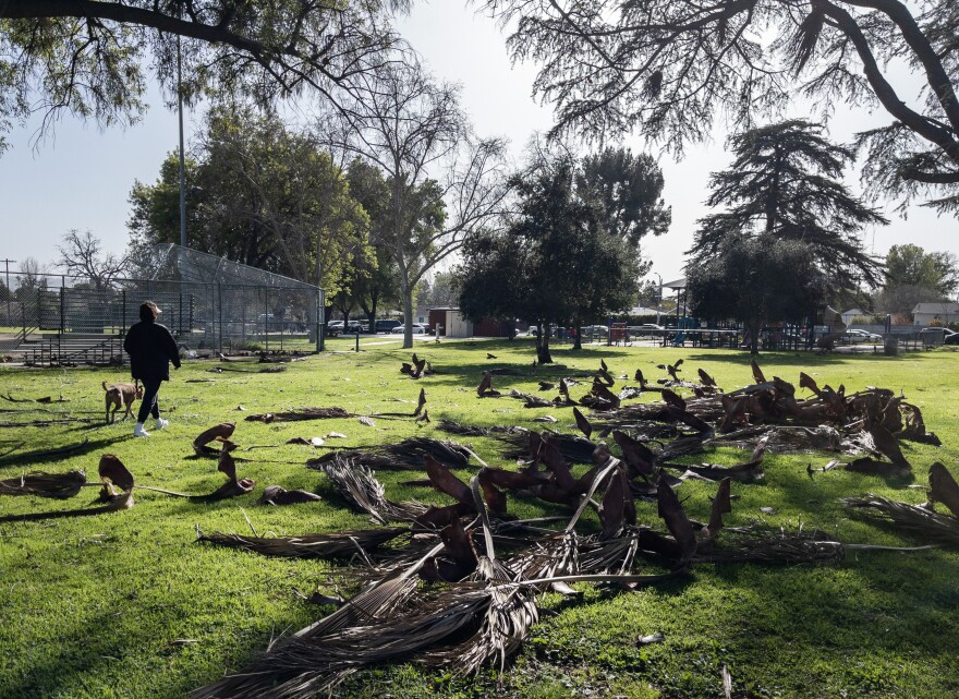 Gusty Santa Ana winds downed palm fronds at Louise Park in Lake Balboa. High winds blew through the Southland felling trees in some areas, prompting warnings of hazardous driving conditions and possible damage to power lines.