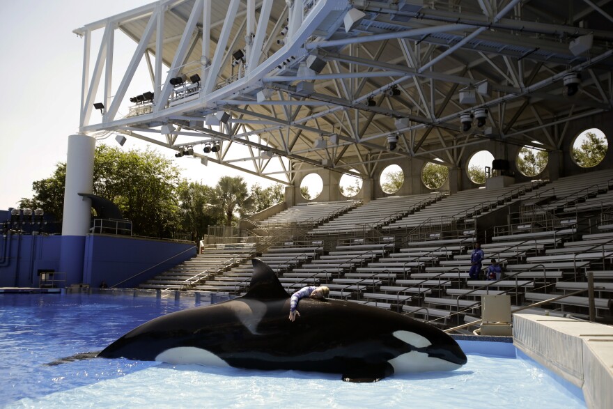 In this April 10, 2014 photo, Sea World trainer Michelle Shoemaker hugs killer whale Kayla as she works on a routine before a show, in Orlando, Fla. SeaWorld Entertainment, Inc. has faced criticism over its treatment of its captive killer whales since the release of the highly-critical documentary, "Blackfish," last year. (AP Photo/John Raoux)