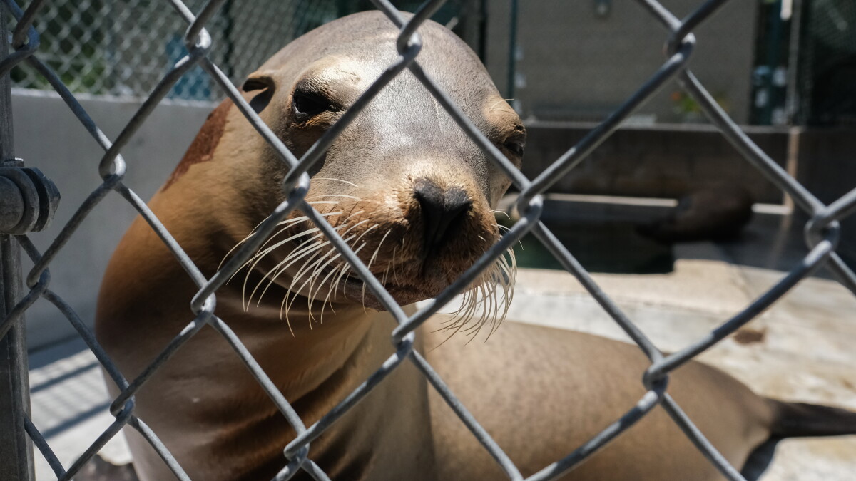 Don't Mess With Sea Lions - Vimarsana News
