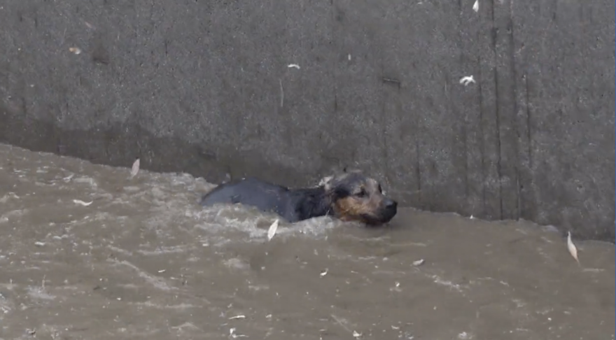 A dog being swept down the L.A. River.