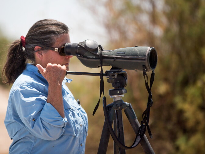 Kathy Molina, a biologist at UCLA, observes California brown pelicans near the Salton Sea on Friday, May 16.