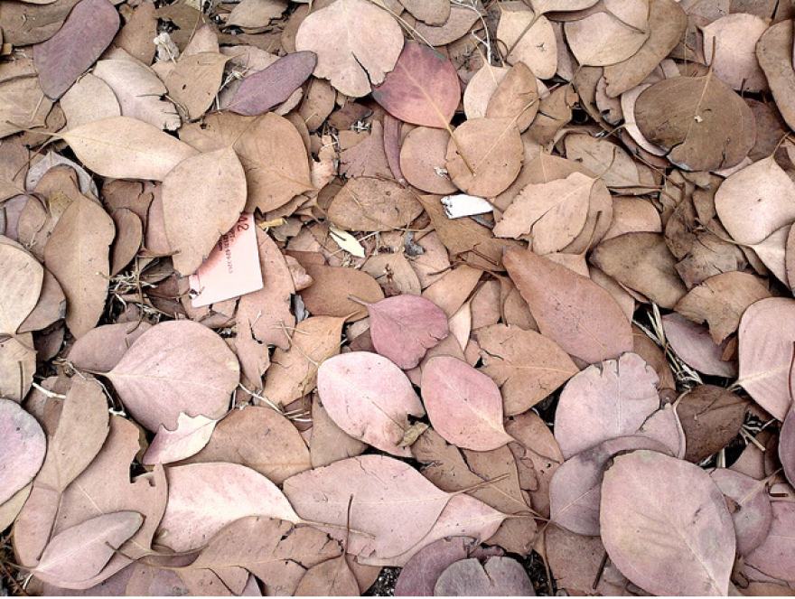 eucalyptus.png