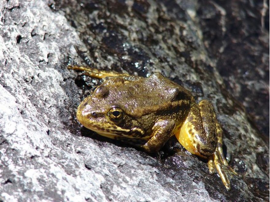 yellow-legged-frog-usfws.jpg