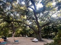 Oak trees over a property.