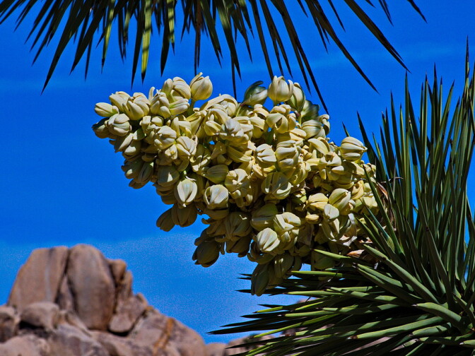 The bloom of a Joshua tree at Joshua Tree National Park on April 6, 2013.