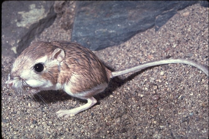 A small brown-gray rat with cute, big eyes perches on its large haunches.