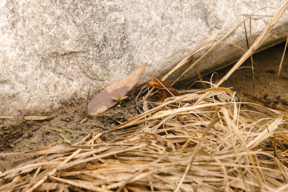 The head of a burnt orange newt emerges from under a rock next to water and dried out yellow reeds. 