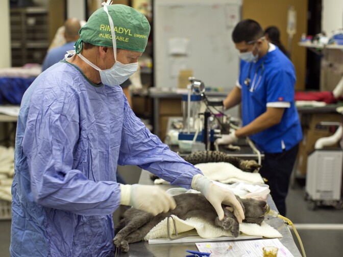 Veterinary surgeon Derek Turner checks for broken bones on a feral cat that was limping when it was brought in.