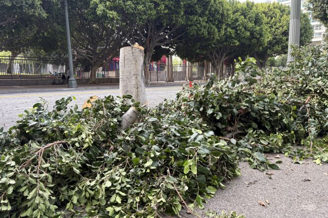 A green tree lays on the sidewalk. The bottom part of the trunk that the tree used to sit on still stands. 