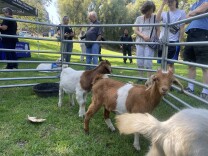 A brown and white goat in an enclosure looking at the camera, surrounded by onlookers. Two other goats are pictured.