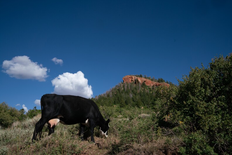 A view of one of the Bears Ears with a cow grazing in front in July.