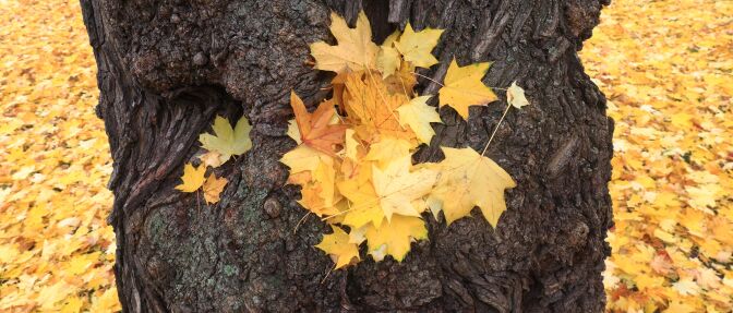 Maple leaves in autumnal colors lay on a tree trunk and around on November 3, 2015 in a park in Magdeburg, eastern Germany. 