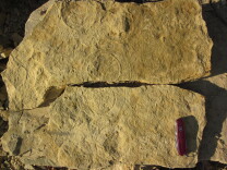 The photo shows both surfaces of a slab that was split open to reveal the ancient seafloor in plan view, revealing mirror images of the rings on both the upper and lower surfaces. The slab at the bottom of the picture would represent the original seafloor, with the surface shown in the upper part of the picture, which is here inverted to show its bottom side, sitting immediately on top of it.