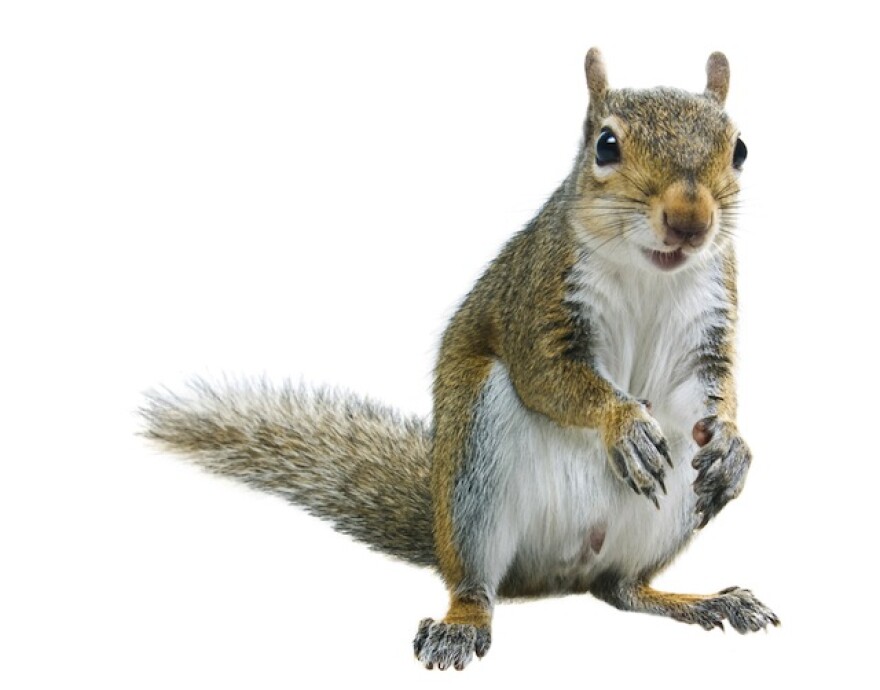 squirrel-shutterstuck.jpg