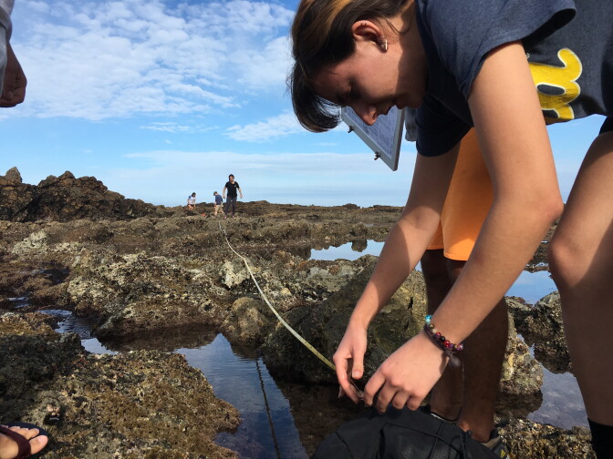 UCLA environmental science student Denita Toneva is using a tape measure to mark the area of tide pool she and her teammates plan to investigate.