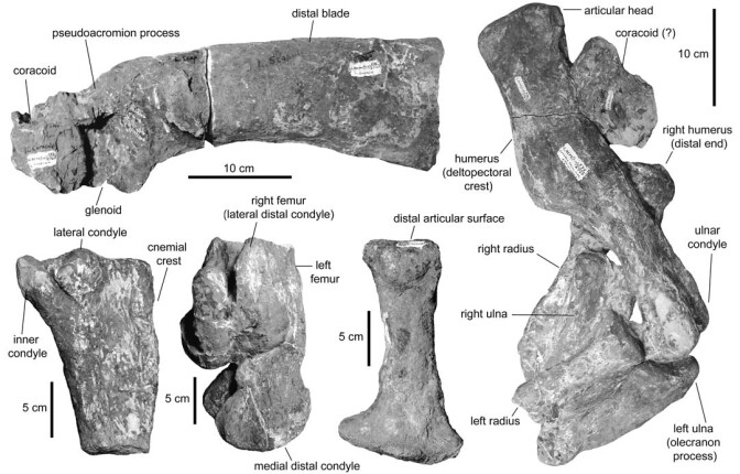 Pectoral and limb elements from Augustynolophus morrisi.