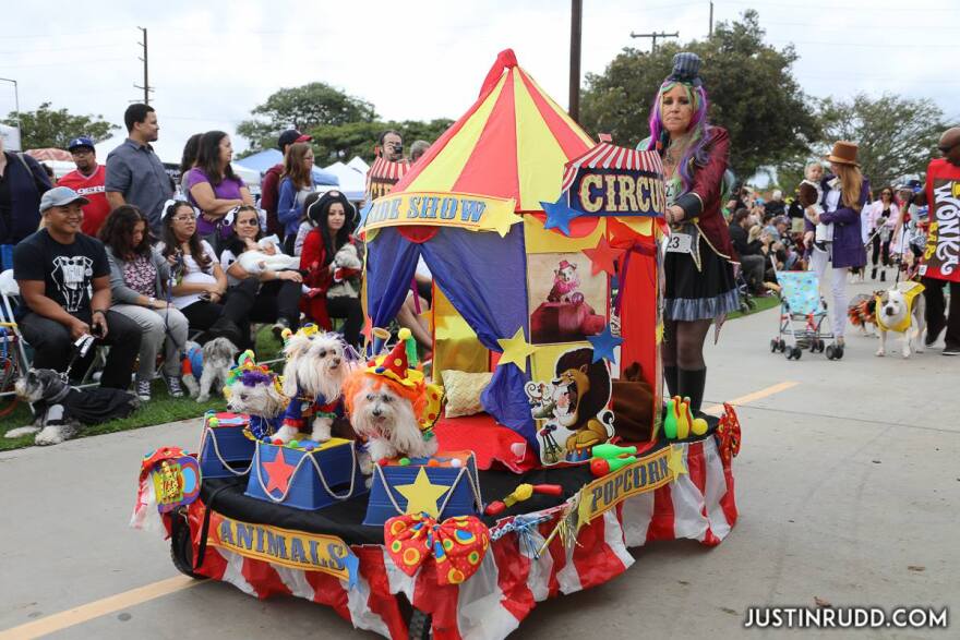 Some costumed dogs even ride in their own float, like these circus animals in the 2016 Haute Dog Halloween Parade in Long Beach.