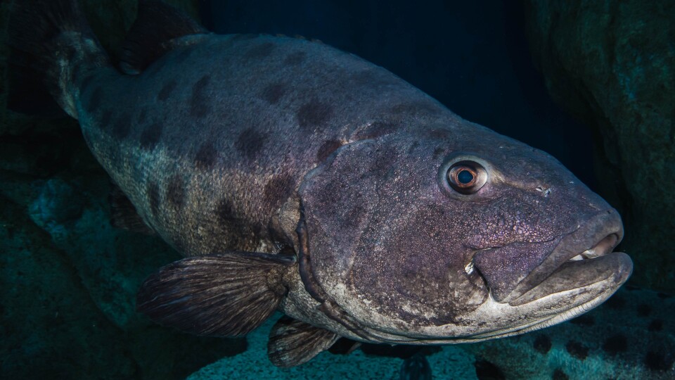 A giant sea bass sports his unique pattern of spots for a diving photographer. (Courtesy of the Aquarium of the Pacific)