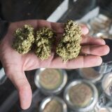 A budtender displays cannabis at the Higher Path medical marijuana dispensary in the San Fernando Valley area of Los Angeles, California, December 27, 2017.