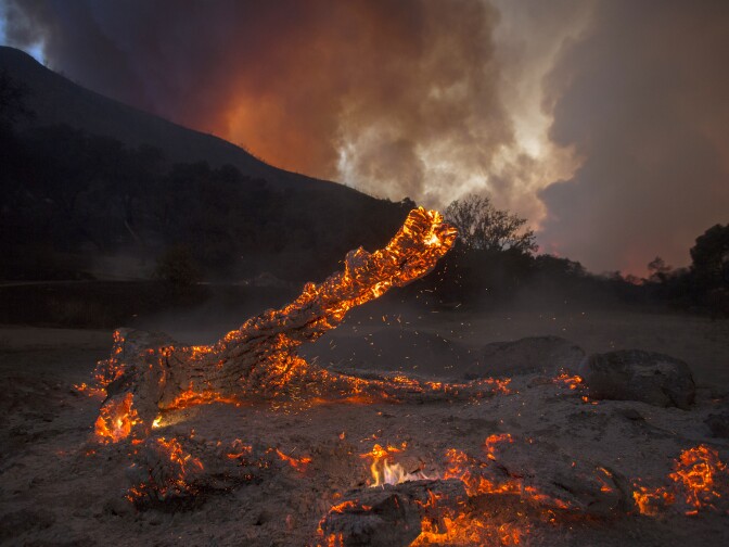 SANTA CLARITA, CA - JULY 24: A burning oak is seen in Placerita Canyon at the Sand Fire on July 24, 2016 in Santa Clarita, California. Triple-digit temperatures and dry conditions are fueling the wildfire, which has burned across at least 32,000 acres so far and is only 10% contained.  (Photo by David McNew/Getty Images)