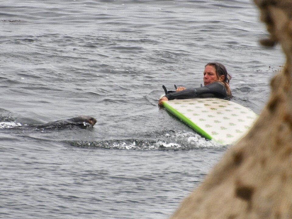 An otter approaches a surfer holding onto a board in the water.