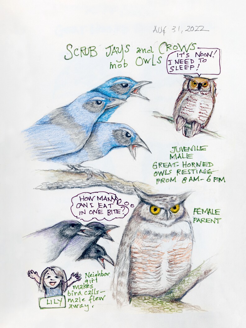 Sketches from Amy Tan's book, <em>The Backyard Bird Chronicles</em>.