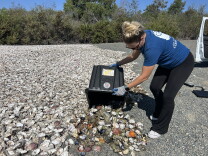 A woman in a blue t-shirt, black pants, and gloves dumps oyster shells out of a black plastic bin onto a large expanse of white oyster shells. 