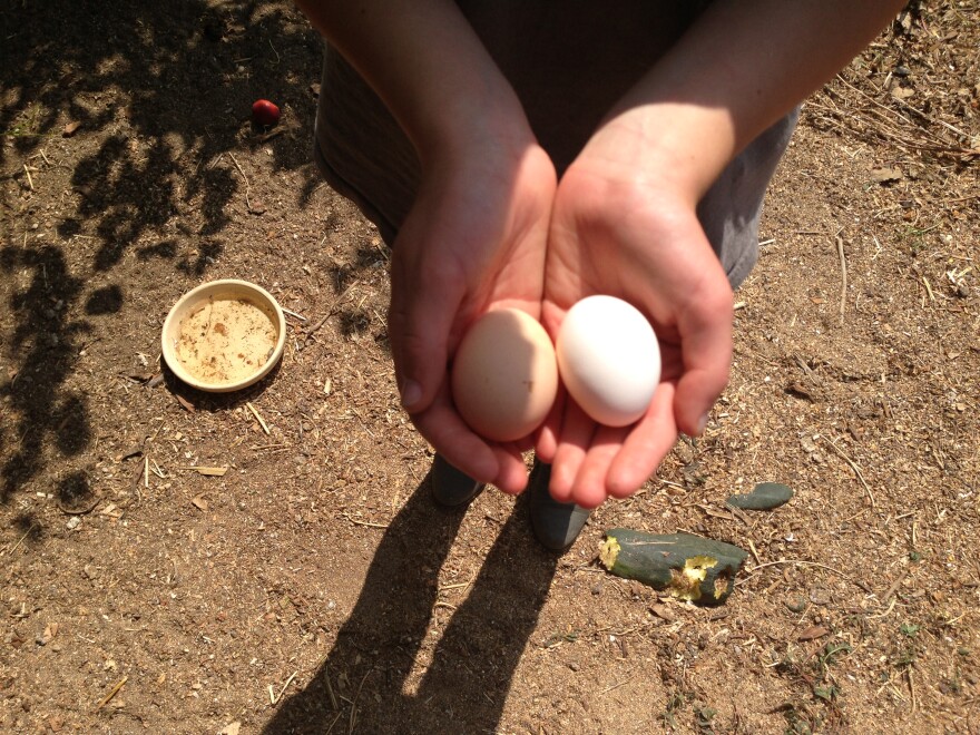 Fresh eggs from the chickens at Taking the Reigns in Atwater Village 