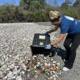A woman in a blue t-shirt, black pants, and gloves dumps oyster shells out of a black plastic bin onto a large expanse of white oyster shells. 