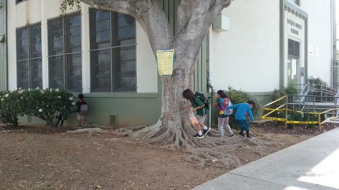 Kids play on the schools outside lawn after school. The Boyle Heights school is one of several that tested high for lead and the state is still deciding what to do about it.