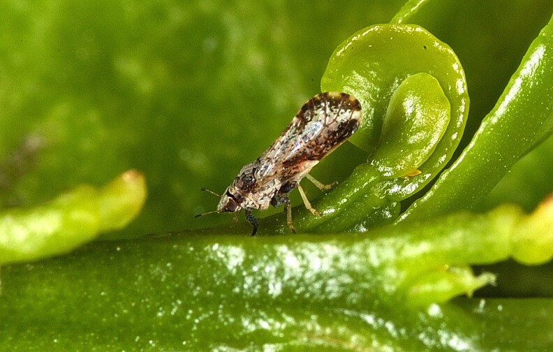 Adult Asian citrus psyllid, Diaphorina citri, (2-3 millimeters long) on a young citrus leaf