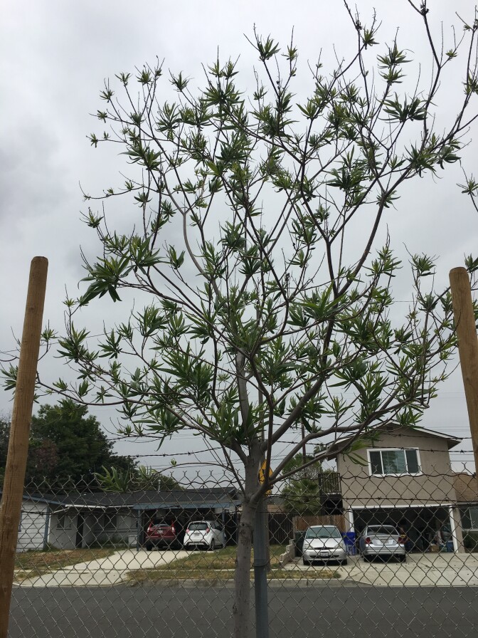 The Desert WIllow is one of the 12 species selected for the USFS and UC Cooperative Extension's 20-year study. It's pictured growing on a test plot at the Chino Basin Water Conservation District in Montclair, CA on May 2, 2018.