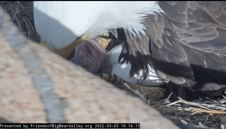 A bald eagle hovers over its newly hatched chick.