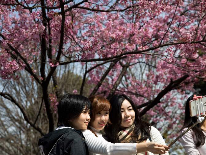 Women take a selfie with cherry blossoms in a park in Tokyo on April 6, 2017. Japan's cherry blossom season kicks off boozy parties across the country and draws tourists from far and wide.