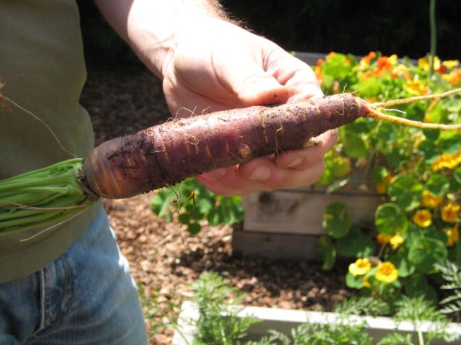 Daniel Allen of Farmscape Gardens shows off a Kyoto red carrot grown behind chef Niki Nakayama's San Gabriel home