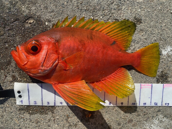 Sharks, sea snakes and weird fish: El Niño brings unusual marine life to Southern California
