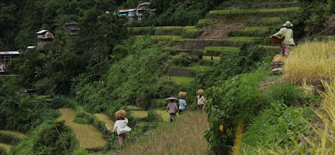 Four children with their backs to the camera walk up terraced rice paddies. Above them a person holding a basket walks along a ridge. 