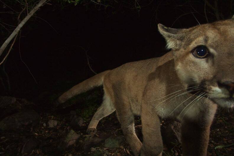 Mountain lion P-19 roams the Santa Monica Mountains. She was recently spotted by remote camera at the western end of the mountain range.