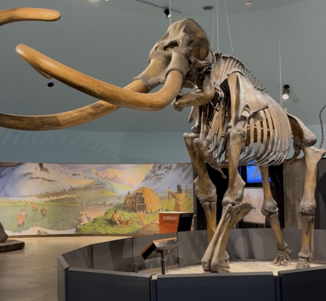 A mammoth skeleton towers overhead with huge tusks.