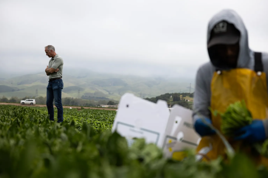 A man wearing a collared short-sleeve shirt and jeans stands in a field of plants looking down. To the right and out of focus in the foreground is a person wearing a hat, hoodie, yellow apron and gloves, who is gathering produce in a white box. Green hillsides covered in fog are seen in the background.