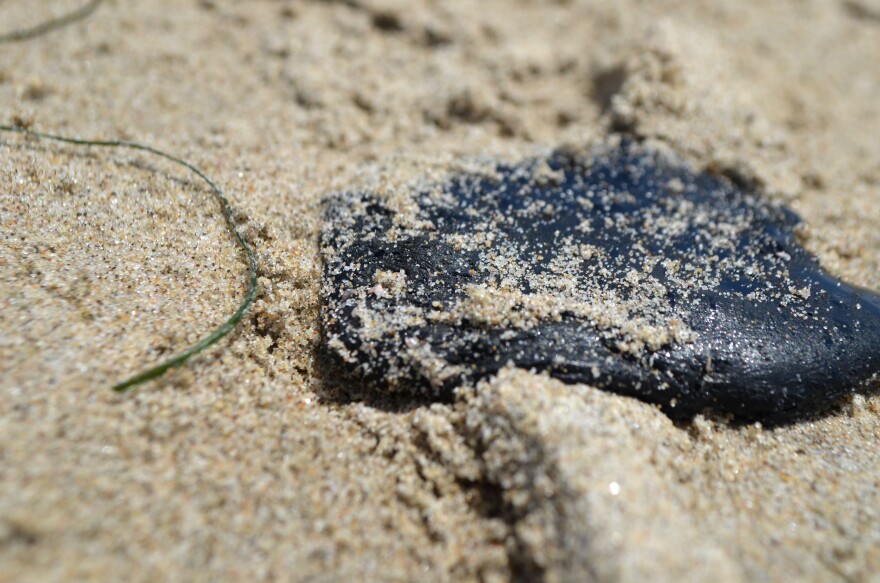 The larger, denser portion of a Velella velella's body is blue in color. Each creature is a colony, meaning all parts of its body operate with more autonomy than the average animal's cell.