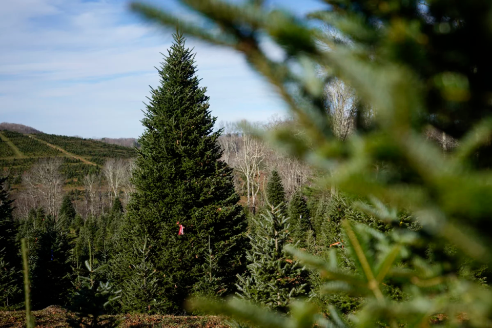 In this photo, the official White House Christmas tree, a 20-foot Fraser fir, stands tall in a cone shape among shorter trees at Cartner's Christmas Tree Farm in Newland, North Carolina, on November 13. In the background is hilly terrain.