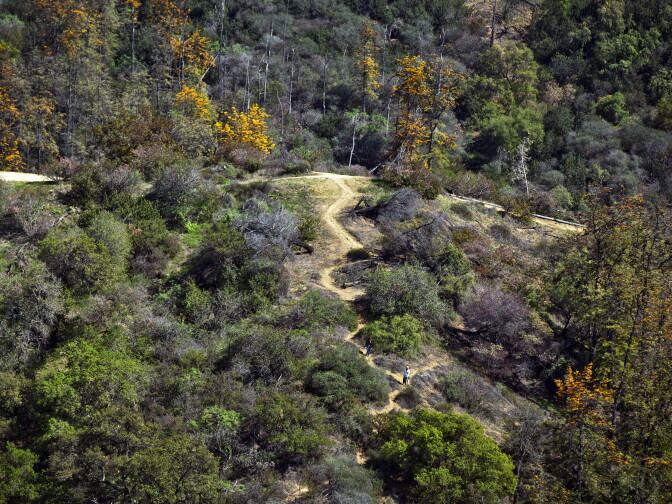 After some rain earlier in the week, Griffith Park is a little more green. 
