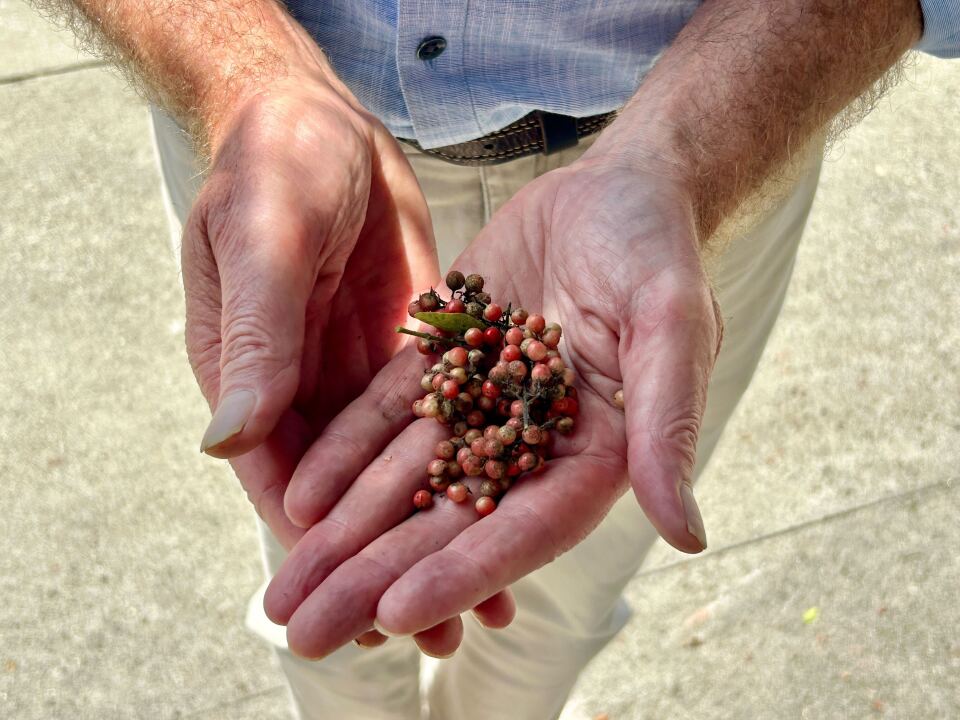 A close up of two light skinned hands holding a cluster of small red and light pink berries outside during the day.